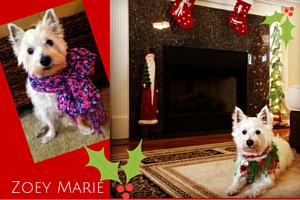 KO Staff Spotlight: Julie Wilson